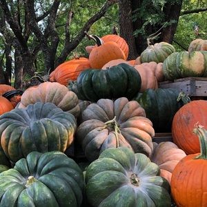 Meet your Posher, Montana